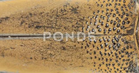 Insect beetle wing detail Stock Photos