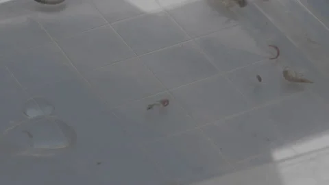 Insect Being Placed In A Petri Dish Stock Footage 148573076