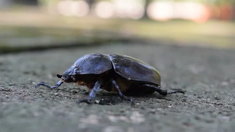 Insect bettle creep on the ground Stock Footage 90784182