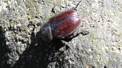 Insect bettle creep on the ground Stock Footage 90784202
