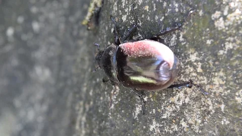 Insect bettle creep on the ground Stock Footage 90784302