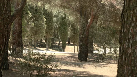 Insect bite Video stock 33768294