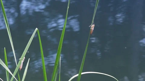 Insect on a blade of grass - close up Stock Footage 78539231