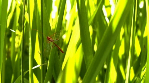 Insect on blade of grass Vídeo Stock 496804