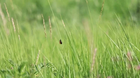 Insect on a Blade of Grass Stock Footage 333438571