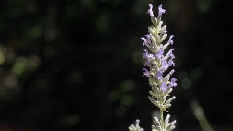 Insect on blooming lavender Stock Footage 143773560