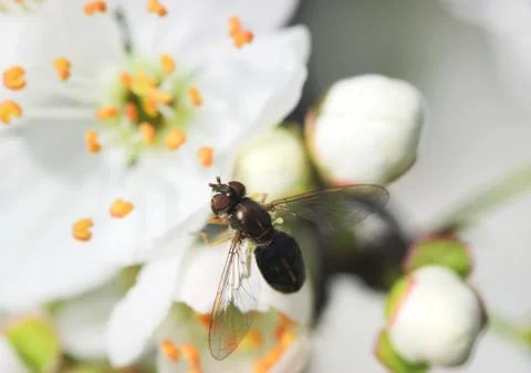 Insect on Blossom Stock Photos