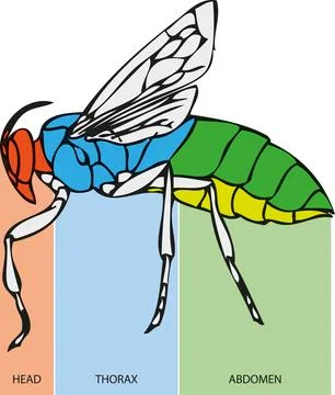 Insect Body Diagram Stock Illustration