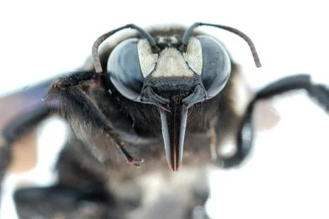 Insect bombus bee macro Foto stock