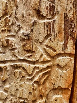 Insect bore holes in a tree trunk. Stock Photos