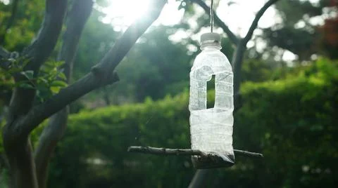 Insect Bottles Trap Hang on the Spring Park Trees Stock Photos