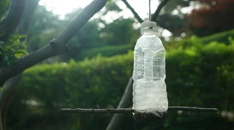 Insect Bottles Trap on the Spring Park Trees Stock Photos