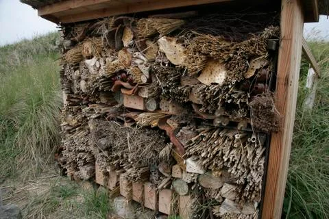 Insect boxes Stock Photos