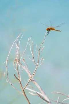 Insect on the branch with a blue background Stock Photos
