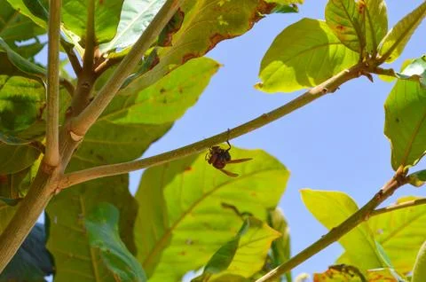 Insect on a branch of tree Stock Photos