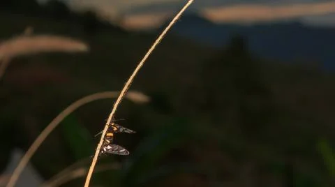 Insect breed on branches at sunset. Stock Photos