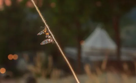 Insect breed on branches at sunset. Stock Photos