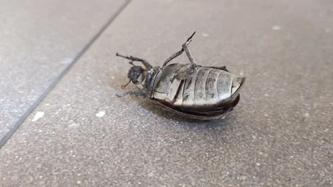 The insect bug Anomala cuprea upside down trying to wake up Stock Footage 255750152