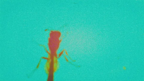 Insect bug dynamic stop motion animation Stock Footage 89907593