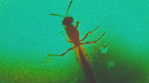 Insect bug dynamic stop motion animation Stock Footage 89907733