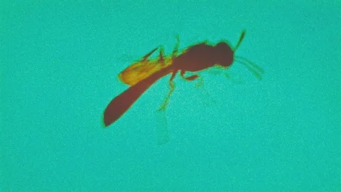 Insect bug dynamic stop motion animation - macro view Stock Footage 89907904