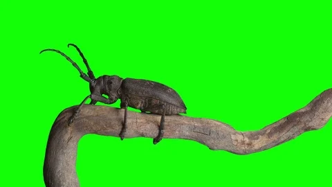 Insect Bug Green Screen Effect Stock Footage