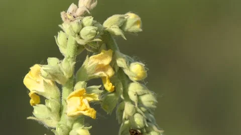Insect bug, hexapod, fly - on a closed flower bud, bourgeon with yellow petals. Stock Footage 133816219