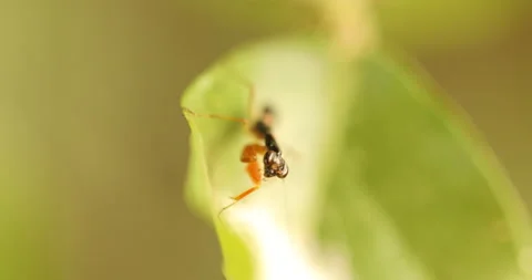 Insect Bug on the Leaf Stock Footage 168602308