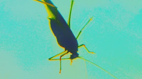 Insect bug macro view Stock Footage 96149529