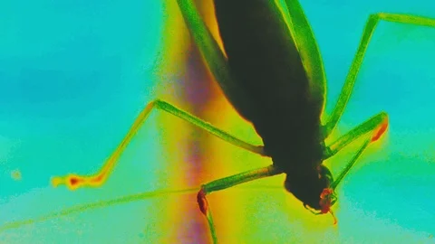 Insect bug macro view Stock Footage 96149656