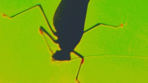 Insect bug macro view Stock Footage 96149715