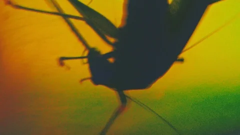 Insect bug macro view Stock Footage 98245963