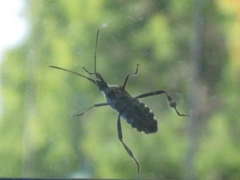 Insect Bug Outside Stock Photos