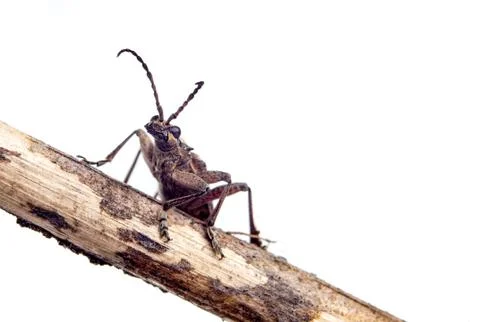 Insect bug Stock Photos