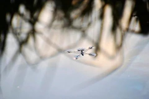 Insect bug pond skater Stock Photos