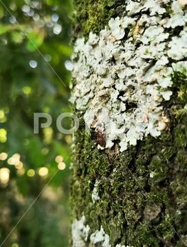 Insect bug on a tree trunk covered with lichens, fungi and moss Stock Photos