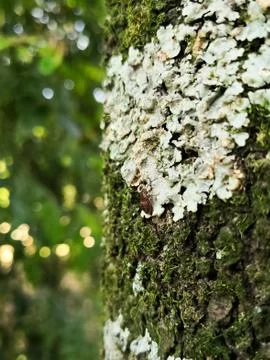 Insect bug on a tree trunk covered with lichens, fungi and moss Stock Photos