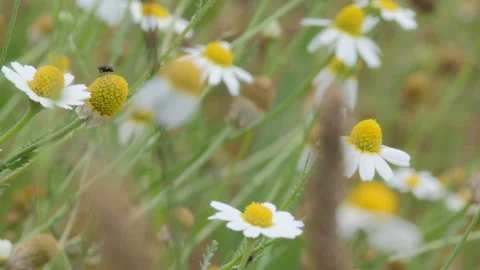 Insect Bug Walking on Flower Stock Footage 135915979