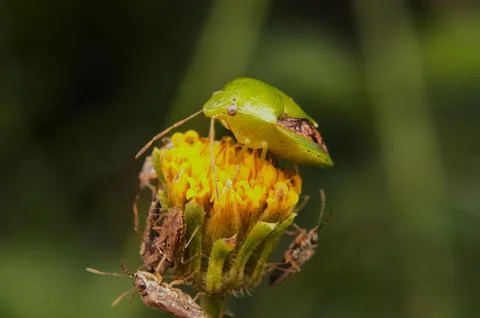 Insect bug is on a yellow flower Stock Photos