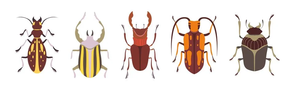 Insect Bugs and Beetle with Antenna and Multiple Legs Vector Set Stock Illustration