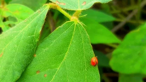 Insect bugs video best 4k Stock Footage 243879876