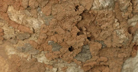 Insect build a home on the Tree Stock Footage 167454647