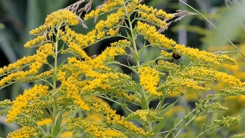 Insect Bumblebee Shrubs Stock Footage 70728920