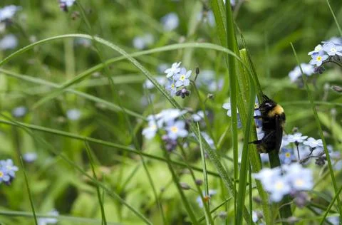 Insect bumblebee sitting in the grass Stock Photos