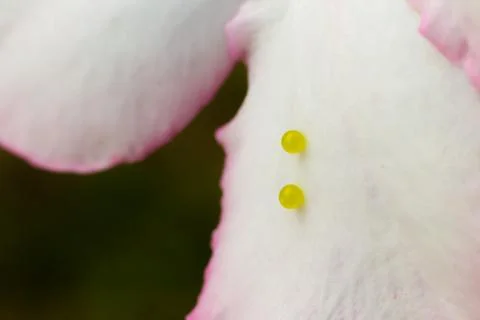 Insect butterfly eggs Stock Photos
