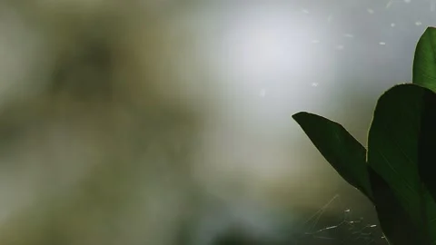 Insect buzzing in the air. Stock Footage 295780486