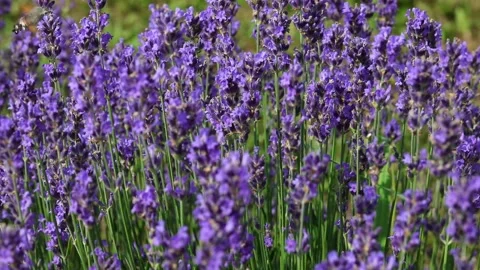 Insect called Hummingbird hawk-moth that sucks nectar from lavender flowers by Stock Footage 196736177