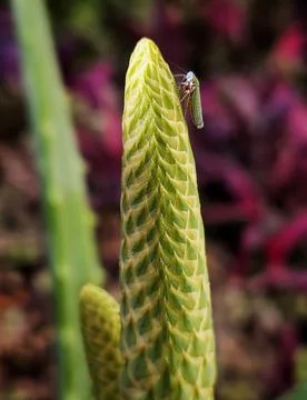 Insect called leafhopper on future aloe vera flower Stock Photos