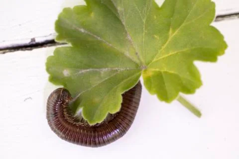 Insect Called Millipede with many double jointed legs Stock Photos