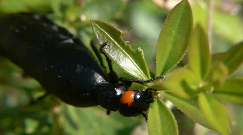 Insect called oil Stock Footage 37240123